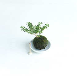 香丁木(コウチョウギ)の苔玉, ミニ盆栽 2枚目の画像
