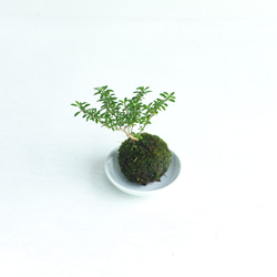 香丁木(コウチョウギ)の苔玉, ミニ盆栽 1枚目の画像