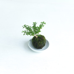 香丁木(コウチョウギ)の苔玉, ミニ盆栽 3枚目の画像