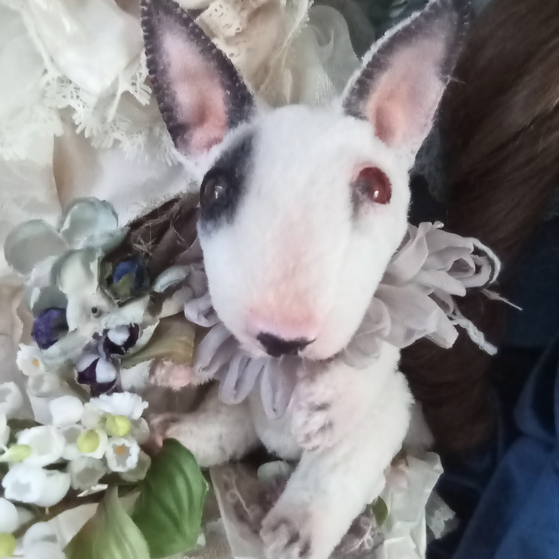 5％OFF】 ブルテリア・ぶるちゃん✨٩(๑´3｀๑)۶１８センチ✨✨アルパカ