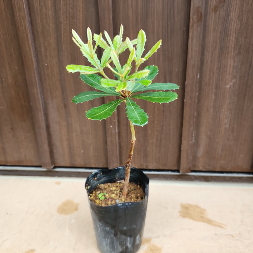 コーストバンクシア 3号ポット苗 バンクシアコースト】50cm オージー