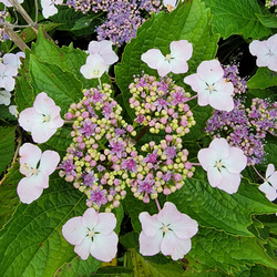 産地直送の布の花屋さん　1輪挿しのガクアジサイ 11枚目の画像