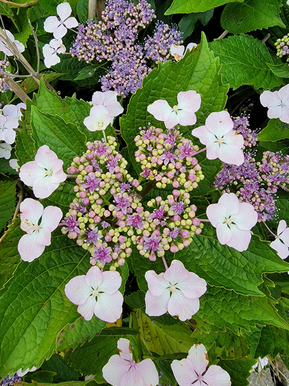 産地直送の布の花屋さん　1輪挿しのガクアジサイ 11枚目の画像