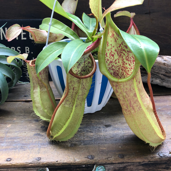 ルイーザ♡立派な食虫植物♡ネペンテス♡吊り下げ♡ウツボカズラ