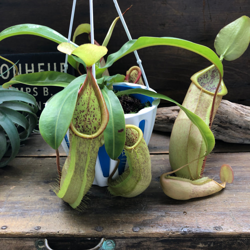 ルイーザ♡立派な食虫植物♡ネペンテス♡吊り下げ♡ウツボカズラ