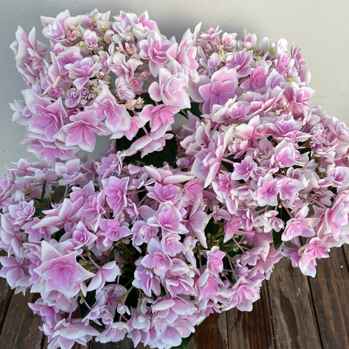 アジサイ♪コンペイトウスマイル♪ブルー♪ピンク♪ハイドランジア