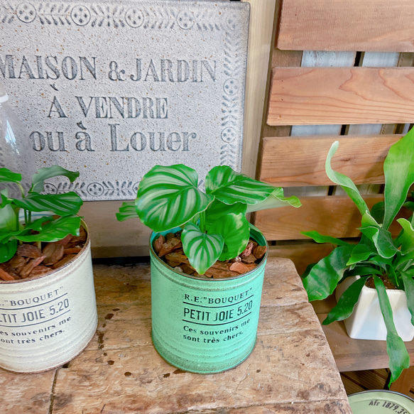 現品のみ！ミニ植物♡【カラテア】おしゃれナチュラルグリーン♡みどり  