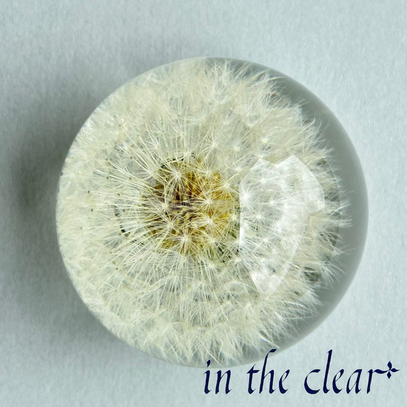 植物標本　たんぽぽ綿毛　レジン　５センチ球体 2枚目の画像