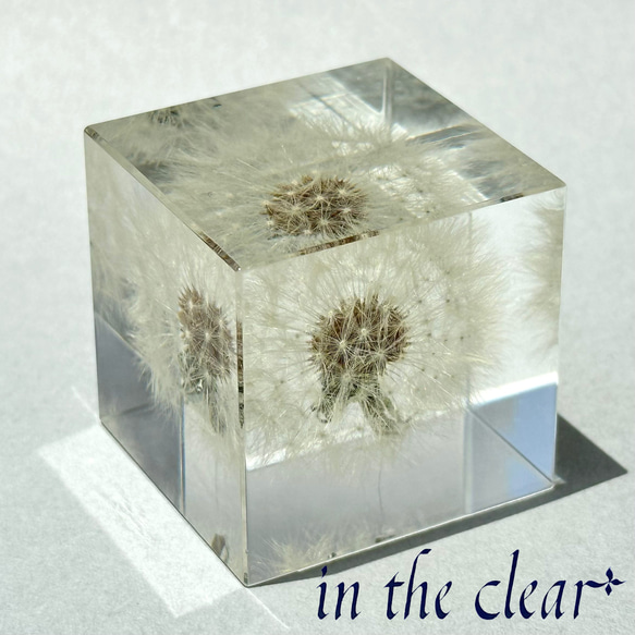 植物標本　たんぽぽ綿毛　レジン　４センチキューブ 1枚目の画像