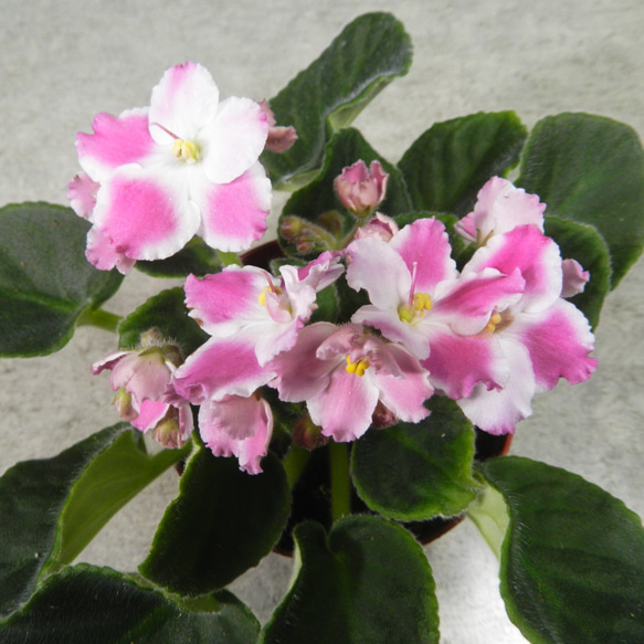 セントポーリア ザカズジョーゼット開花株 希少品種 【公式通販】