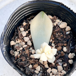 ティテュバンス錦＊人気ベビー♡⃛葉挿し＊多肉植物＊抜き苗 多肉植物