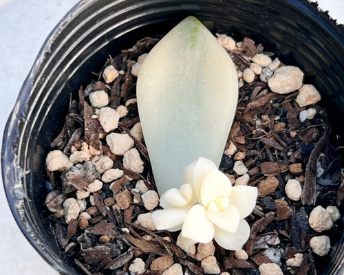 ティテュバンス錦＊人気ベビー♡⃛葉挿し＊多肉植物＊抜き苗