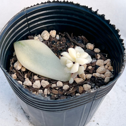 ティテュバンス錦＊人気ベビー♡⃛葉挿し＊多肉植物＊抜き苗 多肉植物