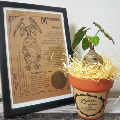 マンドレイク 鉢付き その他置物 handmade 夢鹿 通販 16093893｜Creema