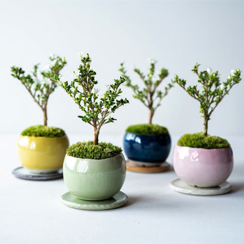 母の日に＊白鳥花｜M｜4色 盆栽 Sekibokka 通販 16094169｜Creema