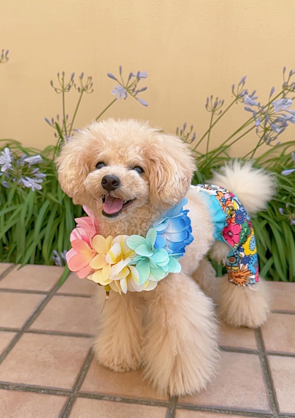 水着 海パン 男の子 夏服 コスチューム ワンコ服 犬服 ドックウェア 花
