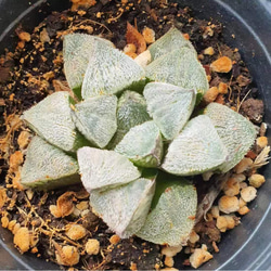 多肉植物 ハオルチア 白雪絵巻錦 - メルカリ