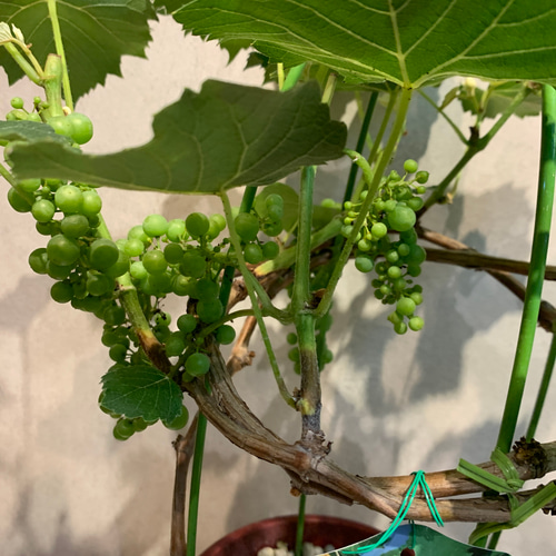 古美術(翡翠ぶどう) 中国美術 翡翠 ローズクォーツ 紅水晶 葡萄 置物 ぶどう ブドウ - メルカリ