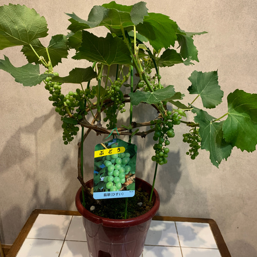 翡翠　葡萄の置物（台付き） 翡翠 葡萄の置物（台付き） 翡翠 葡萄の置物（台付き） 置物