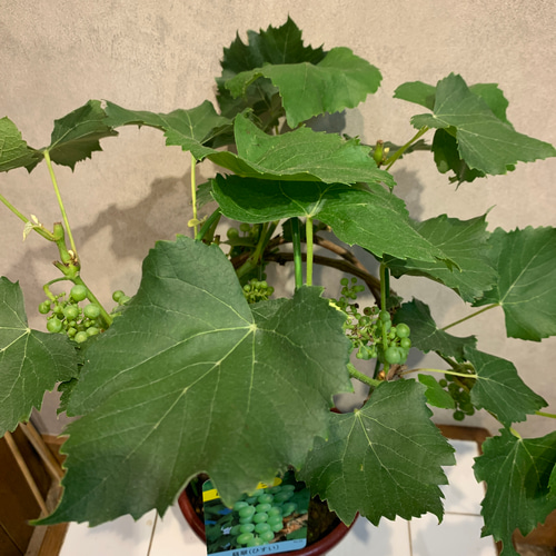 古美術(翡翠ぶどう) Yahoo!オークション -「ぶどう」(東洋彫刻) (彫刻、オブジェ)の