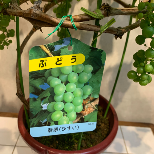 実付き希少❗️ブドウ❤️翡翠 ひすい 6号鉢 多肉植物 Garden_couleur