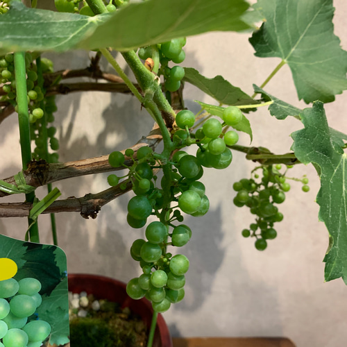 実付き希少❗️ブドウ❤️翡翠 ひすい 6号鉢 多肉植物 Garden_couleur
