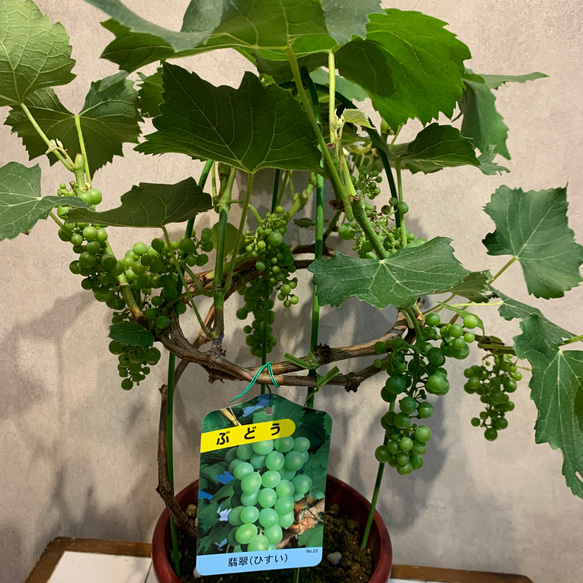 実付き希少❗️ブドウ❤️翡翠 ひすい 6号鉢 多肉植物