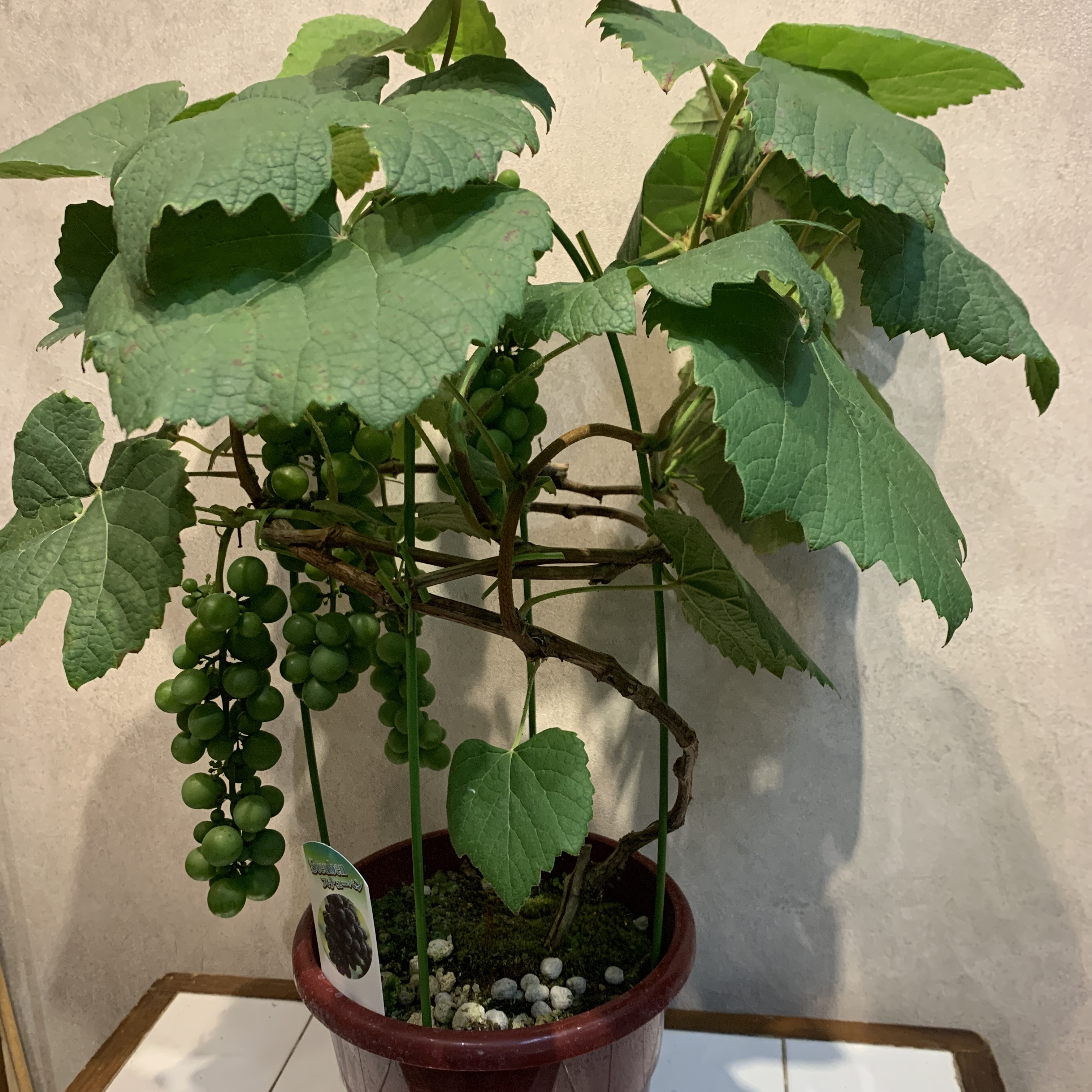 週末特価！2鉢価格！ぶどう　スチューベン　翡翠　苗　苗木　宿根草　実付き　6号鉢 週末特価！2鉢価格！ぶどう スチューベン 翡翠 苗 苗木 宿根草