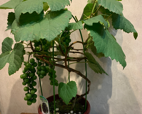 週末特価！2鉢価格！ぶどう　スチューベン　翡翠　苗　苗木　宿根草　実付き　6号鉢 ブドウ：スチューベン 6号鉢植え[実付き] の通販 | 園芸ネット