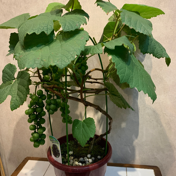 実付き❗️ブドウ❤️スチューベン 6号鉢 多肉植物