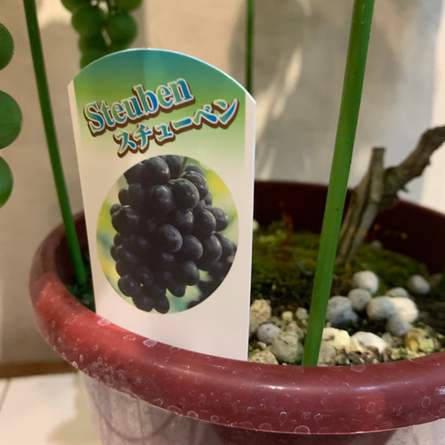 実付き❗️ブドウ❤️スチューベン 6号鉢 多肉植物