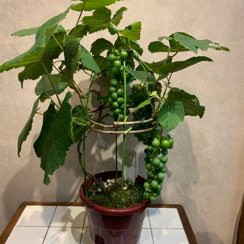実付き❗️ブドウ❤️スチューベン 6号鉢 多肉植物