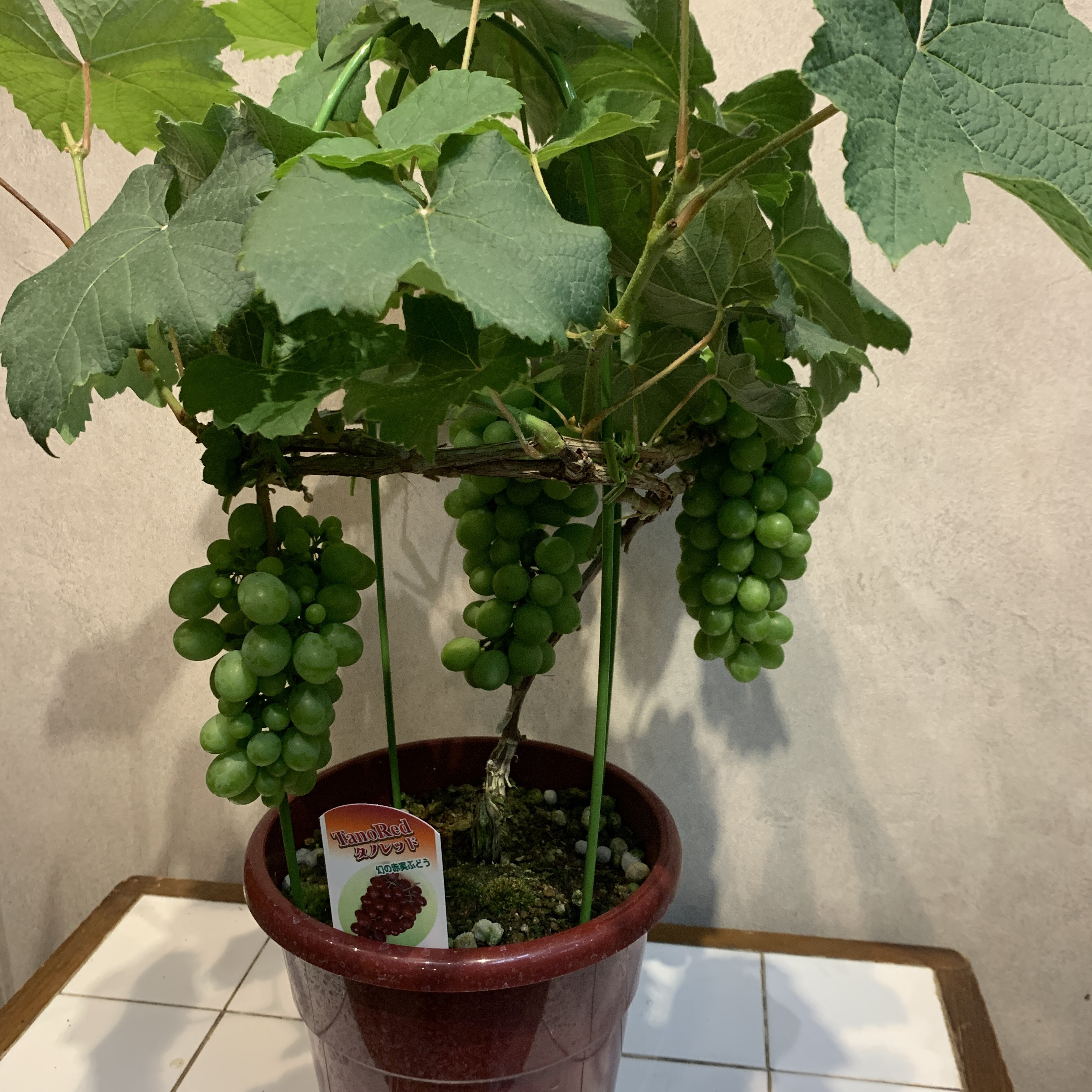 実付き❗️ブドウ❤️タノレッド 6号鉢 多肉植物 Garden_couleur