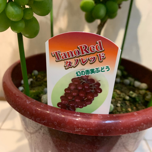 実付き❗️ブドウ❤️タノレッド 6号鉢 多肉植物 Garden_couleur