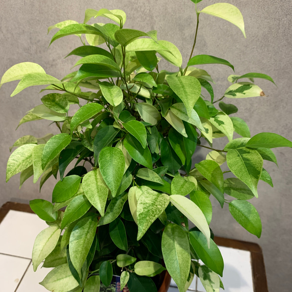 希少❗️ベンジャミン❤️ミナミ渥美 5号鉢 多肉植物