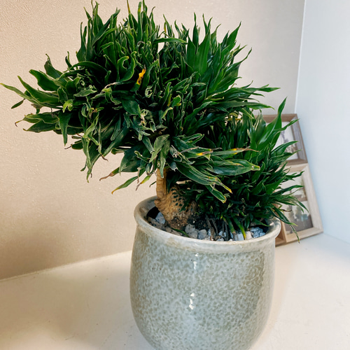 現品］【希少】ドラセナ コンパクタ 6号 綴化 石化 観葉植物
