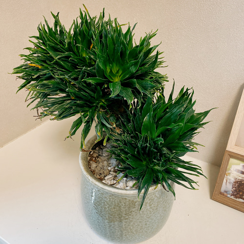 現品］【希少】ドラセナ コンパクタ 6号 綴化 石化 観葉植物 レア 室内