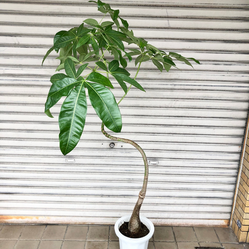 実生 曲がり樹形 パキラ その他インテリア雑貨 PLANTS SHOP OLIVE 通販