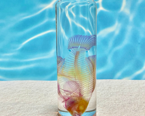 透明標本(クマノミ 全長約90mm) (訳あり品) その他インテリア