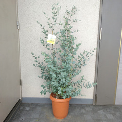 ユーカリ科さま専用 高さ150cm】Nature 光触媒人工観葉植物 ユーカリ | インテリア