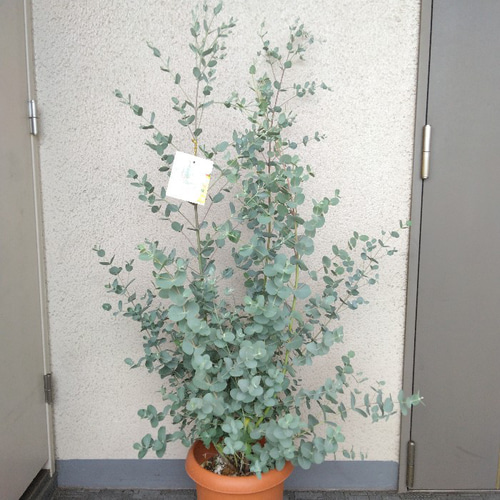 現品】ユーカリ グニー 大株 8号鉢 高さ130◎ 大型観葉植物 樹形