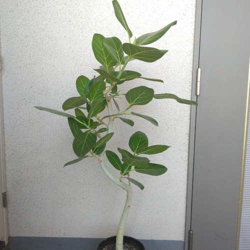 マルチボーダーシリーズ フィカス・ベンガレンシス曲がり‼️ゴムの木