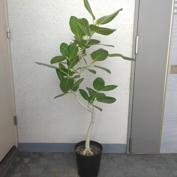 【丁度いいサイズ感♥】フィカス ベンガレンシス 曲がり ゴムの木 ちょうどいいサイズ♥】フィカス ベンガレンシス 曲がり ゴムの木