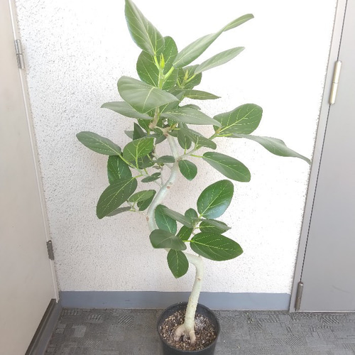 マルチボーダーシリーズ フィカス・ベンガレンシス曲がり‼️ゴムの木