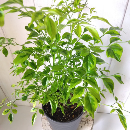 ステレオスペルマム・レモンライム 斑入り観葉植物 高級セラアート鉢