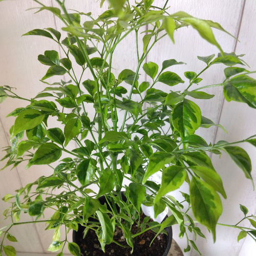 ステレオスペルマム・レモンライム 斑入り観葉植物 高級セラアート鉢