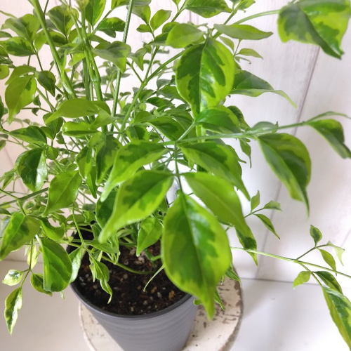 ステレオスペルマム・レモンライム 斑入り観葉植物 高級セラアート鉢