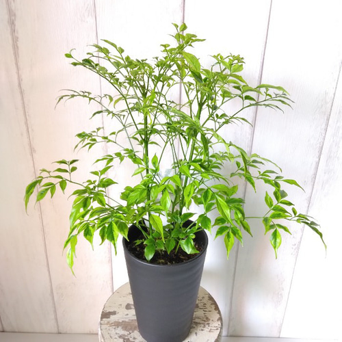 ステレオスペルマム・レモンライム 斑入り観葉植物 高級セラアート鉢