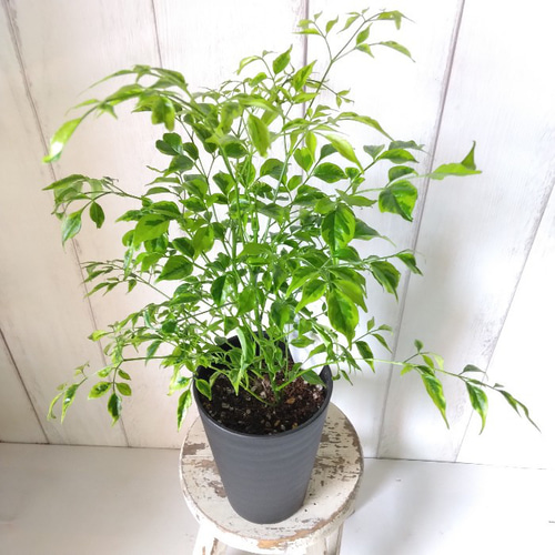 ステレオスペルマム・レモンライム 斑入り観葉植物 高級セラアート鉢