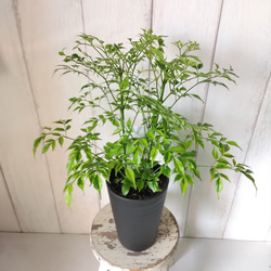 ステレオスペルマム・レモンライム 斑入り観葉植物 高級セラアート鉢